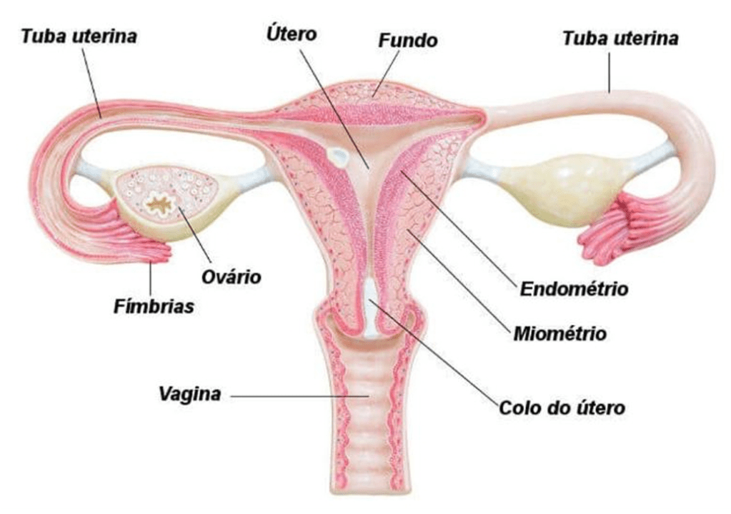 Sistema reprodutor feminino